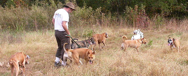Pack Walks