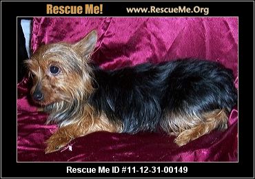 Little Paws Yorkie Rescue - petfinder