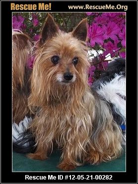 yorkie rescue florida