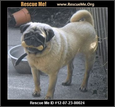 pug rescue ireland ireland pug rescue adoptions rescueme org pug rescue ireland ireland pug rescue adoptions rescueme org