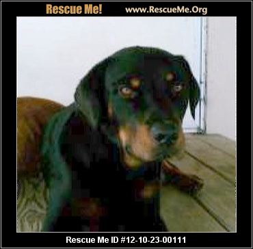 German Rottweiler Rescue Texas