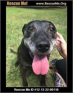 - Florida Mountain Cur Rescue - ADOPTIONS - Rescue Me!