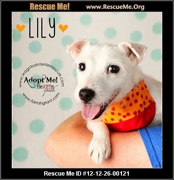 Rescue Me Id 12 12 26 00121 Lillie Female Jack Russell Age