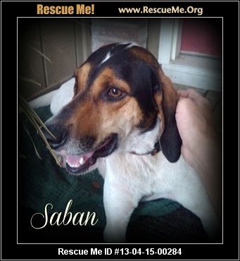 12 Treeing Walker Coonhound Rescue Ideas Treeing Walker Coonhound Coonhound Walker Coonhound