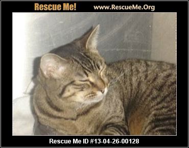 Home » Search results for " Indiana Cat Rescue Adoptions Rescuemeorg" Home » Search results for " Indiana Cat Rescue Adoptions Rescuemeorg"