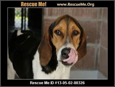12 Treeing Walker Coonhound Rescue Ideas Treeing Walker Coonhound Coonhound Walker Coonhound