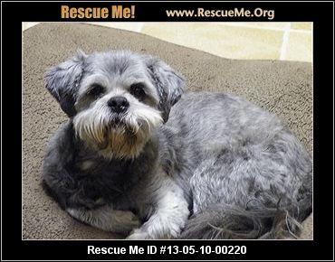 SENIOR, GENTLE, EASY GOING, NO HEALTH ISSUES. SENIOR, GENTLE, EASY GOING, NO HEALTH ISSUES.