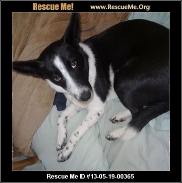 adoption fee for each puppy is $150; she is spayed, microchipped and adoption fee for each puppy is $150; she is spayed, microchipped and