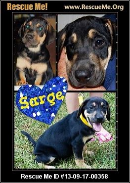 rottweiler.rescueme.org rottweiler.rescueme.org