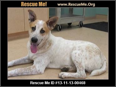 Queensland Heeler Rescue Queensland Heeler Rescue