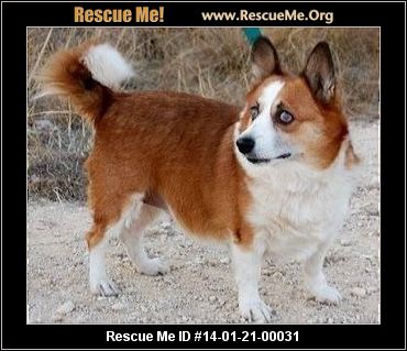 corgi rescue texas rescueme adoption princess animal female