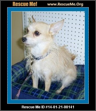 rescue me id 14 01 21 00141 banjo male chihuahua mix age young adult rescue me id 14 01 21 00141 banjo male chihuahua mix age young adult