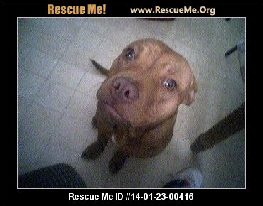 rescue me id 14 01 23 00416 jersey female pit bull age young adult rescue me id 14 01 23 00416 jersey female pit bull age young adult