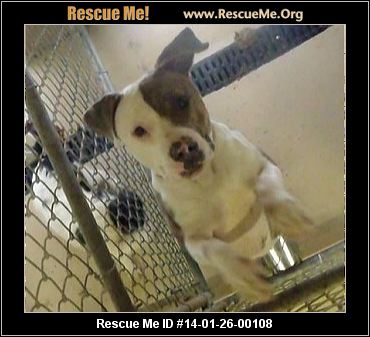 rescue me id 14 01 26 00108 lisa female american staffordshire terrier rescue me id 14 01 26 00108 lisa female american staffordshire terrier
