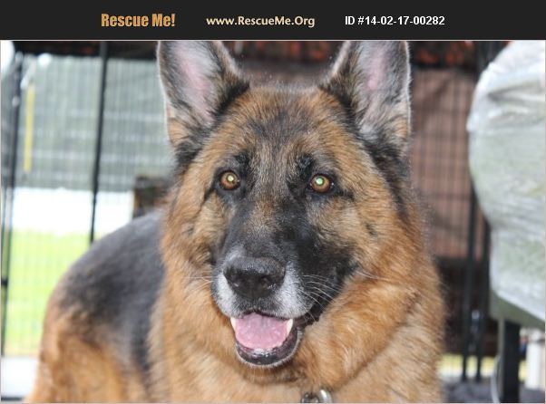 Hoping the Breeder can respond and Help! - German Shepherd Dog Forums