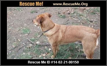 golden retriever rescue charleston sc rescue me id 14 02 21 00150 george golden retriever mix age puppy compatibility golden retriever rescue charleston sc rescue me id 14 02 21 00150 george golden retriever mix age puppy compatibility