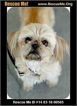 at what age does a shih tzu stop growing at what age does a shih tzu stop growing