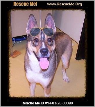 Yolo is a Husky/Shepherd mix, and he is a happy fun loving guy. He ... Yolo is a Husky/Shepherd mix, and he is a happy fun loving guy. He ...