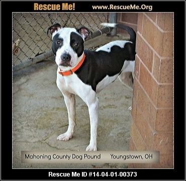 - Friends of Fido (Mahoning County Dog Pound) - Youngstown, OH Rescue