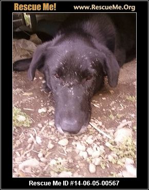 rescue me id 14 06 05 00567 jackson male lab mix age puppy ... rescue me id 14 06 05 00567 jackson male lab mix age puppy ...