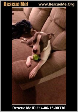 urgent this animal could be euthanized if not adopted soon urgent this animal could be euthanized if not adopted soon