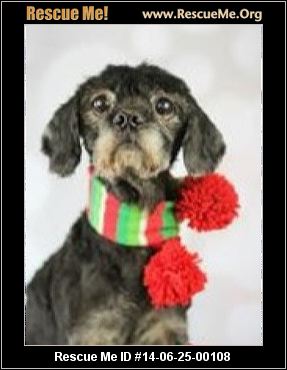 Rescue Me ID: 14-06-25-00108 Chewy (male) Rescue Me ID: 14-06-25-00108 Chewy (male)