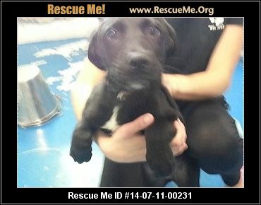 rescue me id 14 07 11 00231 copper male lab mix age young puppy copper ... rescue me id 14 07 11 00231 copper male lab mix age young puppy copper ...