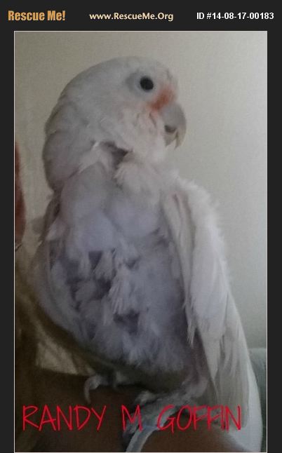 ADOPT 14081700183 ~ Pet Bird Rescue ~ NAPLES, FL