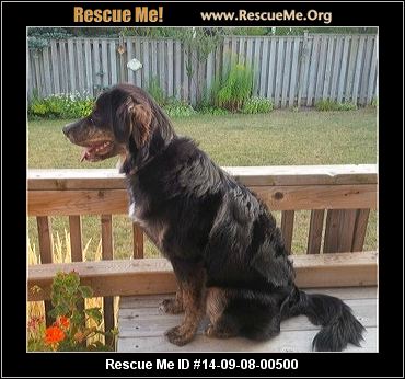 Canada Bernese Mountain Dog Rescue ― ADOPTIONS ― RescueMe.Org