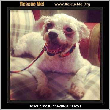 rescue me id 14 10 20 00253 penny female shih tzu mix age puppy rescue me id 14 10 20 00253 penny female shih tzu mix age puppy