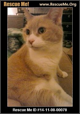 Georgia Cat Rescue ― ADOPTIONS ― RescueMe.Org