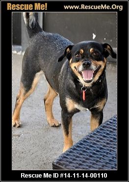 Florida Miniature Pinscher Rescue ― ADOPTIONS ― RescueMe.Org