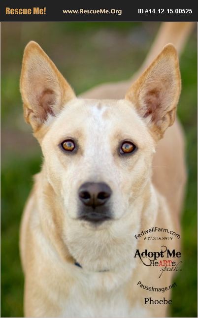 ADOPT 14121500525 ~ Australian Cattle Dog Rescue ~ Cochise, AZ