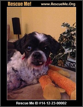 Rescue Me ID: 14-12-23-00002 Bandit (male) Rescue Me ID: 14-12-23-00002 Bandit (male)