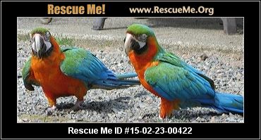 washington bird rescue adoptions rescueme org washington bird rescue adoptions rescueme org