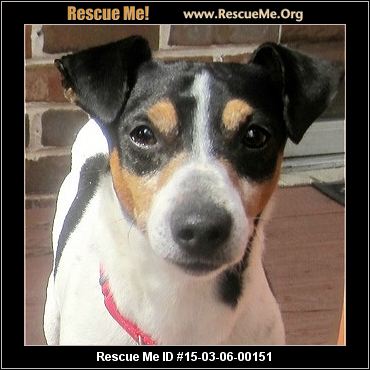 Rescue Dogs For Adoption Near Me Rescue Dogs For Adoption Near Me