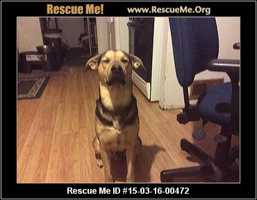 Michigan German Shepherd Rescue ― ADOPTIONS ― RescueMe.Org