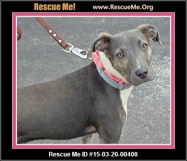 greyhound rescue italian rescueme carolina north minnie female