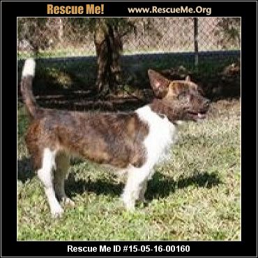 corgi texas rescueme rescue