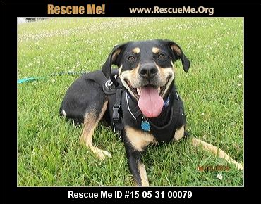 rottweiler rescue tn tennessee rottweiler rescue adoptions rescueme org rottweiler rescue tn tennessee rottweiler rescue adoptions rescueme org