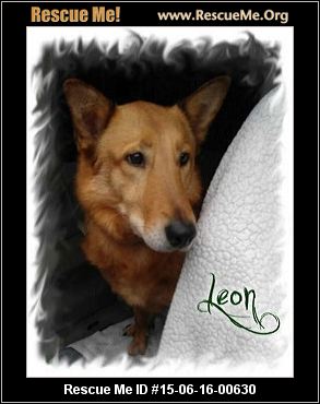 belgian shepherd malinois rescue pennsylvania belgian malinois rescue u2015 adoptions u2015 rescueme org belgian shepherd malinois rescue pennsylvania belgian malinois rescue u2015 adoptions u2015 rescueme org