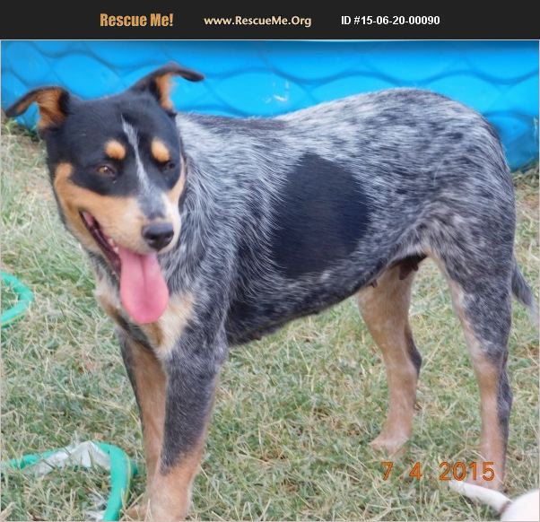 ADOPT 15062000090 ~ Australian Cattle Dog Rescue ~ phoenix, AZ