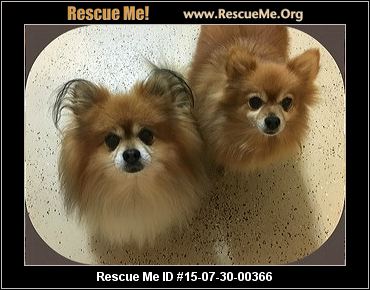 pomeranian rescue pa pennsylvania pomeranian rescue adoptions rescueme org pomeranian rescue pa pennsylvania pomeranian rescue adoptions rescueme org