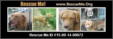 Ohio Golden Retriever Rescue Adoptions Rescue Me