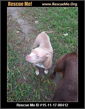 american pitbull terrier puppies louisiana louisiana staffordshire bull terrier rescue u2015 adoptions u2015 rescueme org american pitbull terrier puppies louisiana louisiana staffordshire bull terrier rescue u2015 adoptions u2015 rescueme org