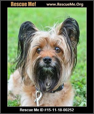 young adult yorkies for adoption young adult yorkies for adoption