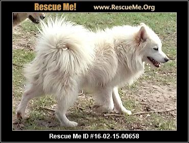 pomeranian shelter near me pomeranian rescue adoptions rescueme org pomeranian shelter near me pomeranian rescue adoptions rescueme org