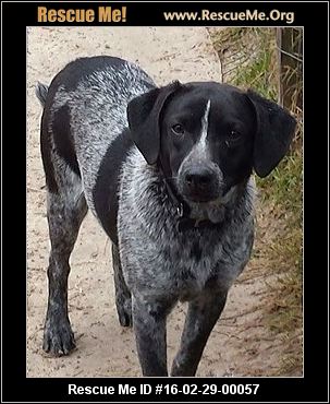 Texas Bluetick Coonhound Rescue ― ADOPTIONS ― RescueMe.Org