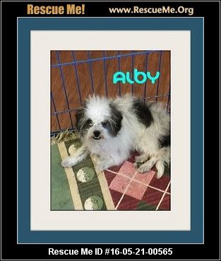 shih tzu rescue palm springs california shih tzu rescue adoptions rescueme org shih tzu rescue palm springs california shih tzu rescue adoptions rescueme org