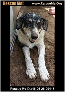 California Australian Shepherd Rescue ― ADOPTIONS ...